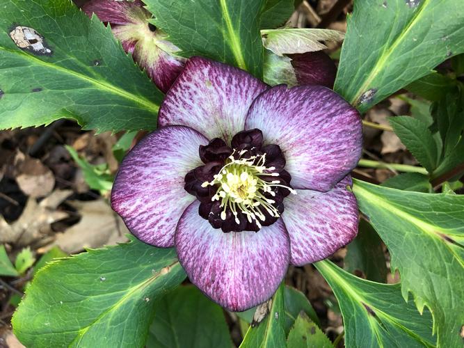 Hellebore Heaven at Wisley, new trends in Hellebores. New trends in Hellebores.