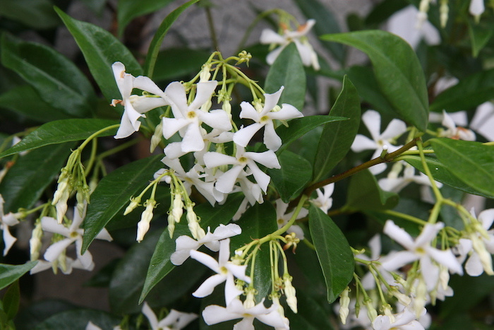 The Scent of Summer Trachelospermum jasminoides, simply the best climber ever.