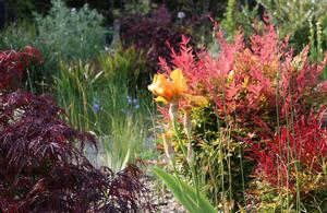 open gardens, garden centre, plant nursey, tea room in Colchester and Essex
